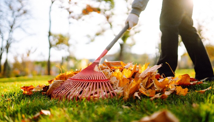Rake with fallen leaves in the park. Janitor cleans leaves in autumn. Volunteering, cleaning, and ecology concept.